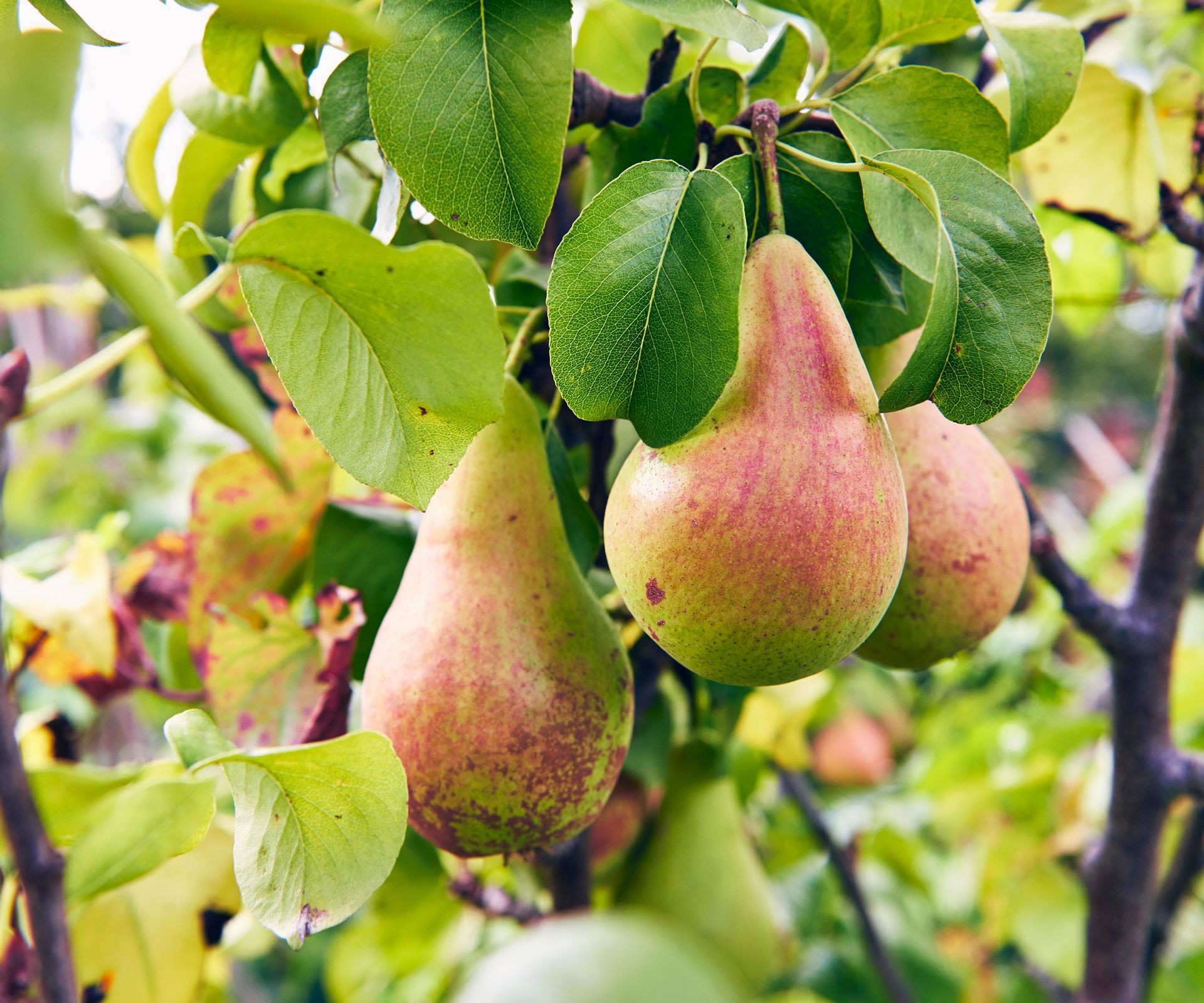 Cluster of ripening pears hanging from a branch on a pear tree.