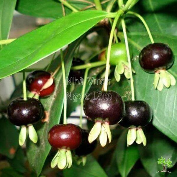Cluster of small, dark purple Brazilian Cherry fruits hanging from a branch