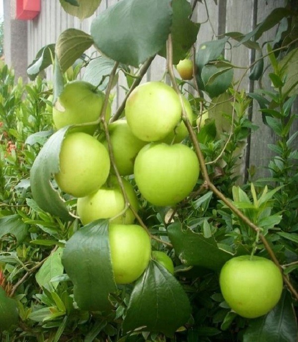 Cluster of small green and red jujube fruits on a branch
