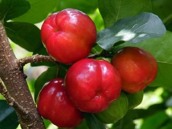 Cluster of small red acerola cherries on a leafy branch