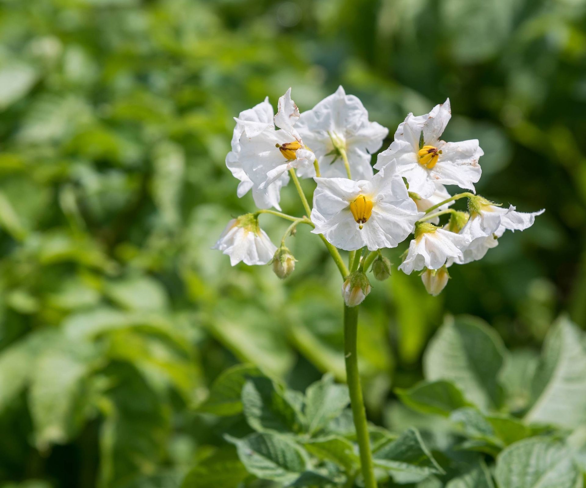 Cluster of small, white flower blooms signaling healthy potato plants