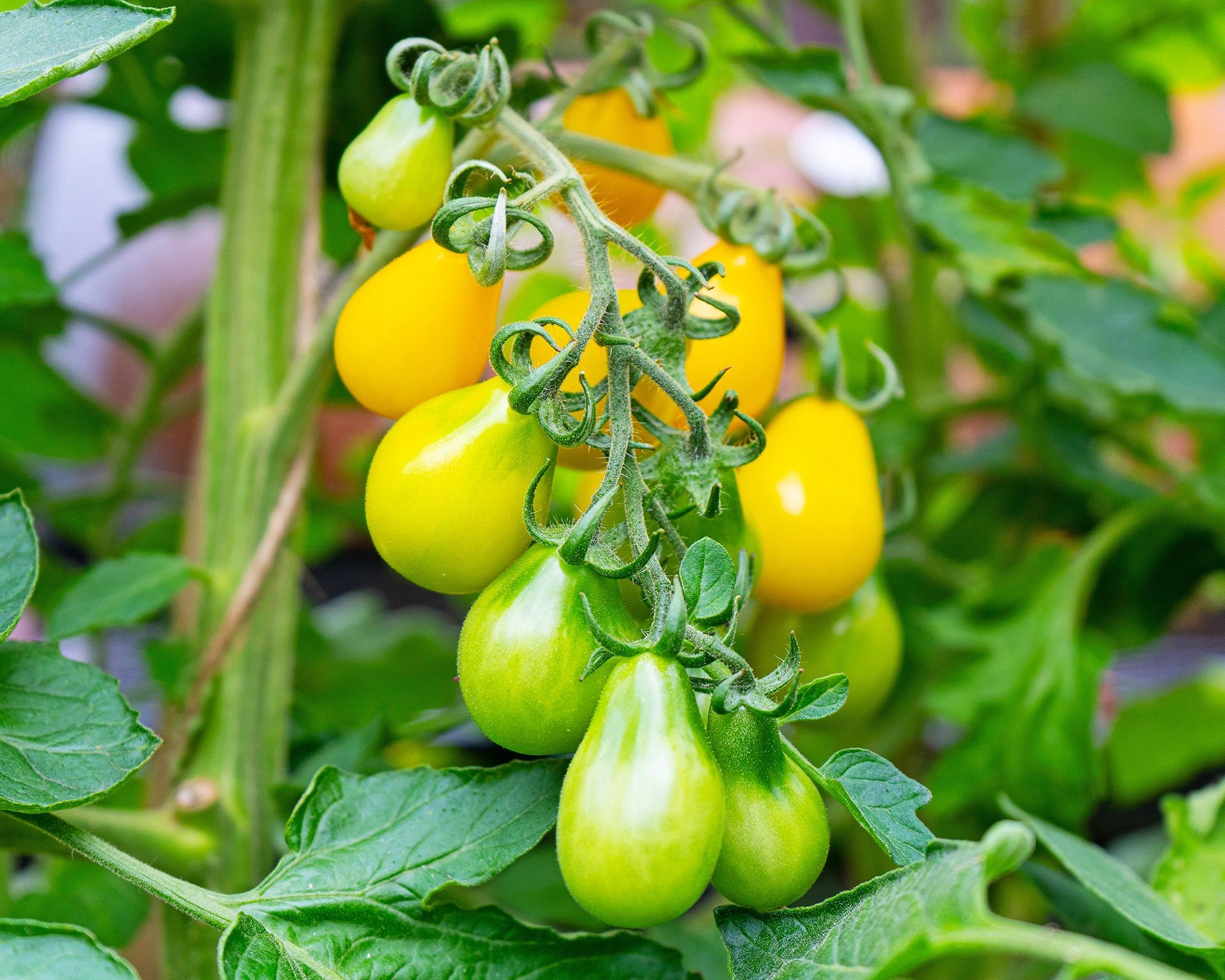 Cluster of small, yellow pear-shaped heirloom tomatoes hanging from the plant