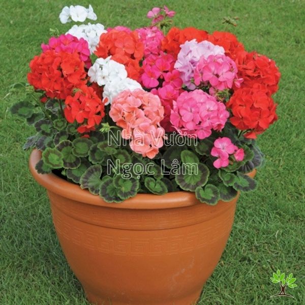 Cluster of vibrant red Geranium flowers blooming in a pot, suitable for sunny balconies