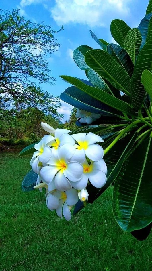 Cluster of white and yellow frangipani flowers against green leaves