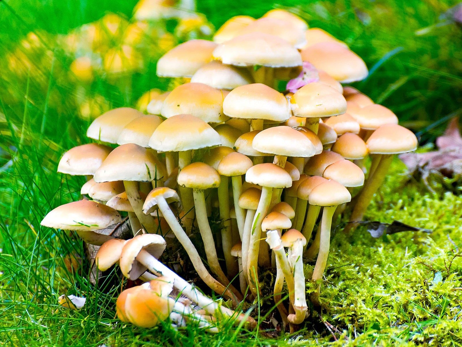 Cluster of wild fungi mushrooms growing naturally in damp garden soil
