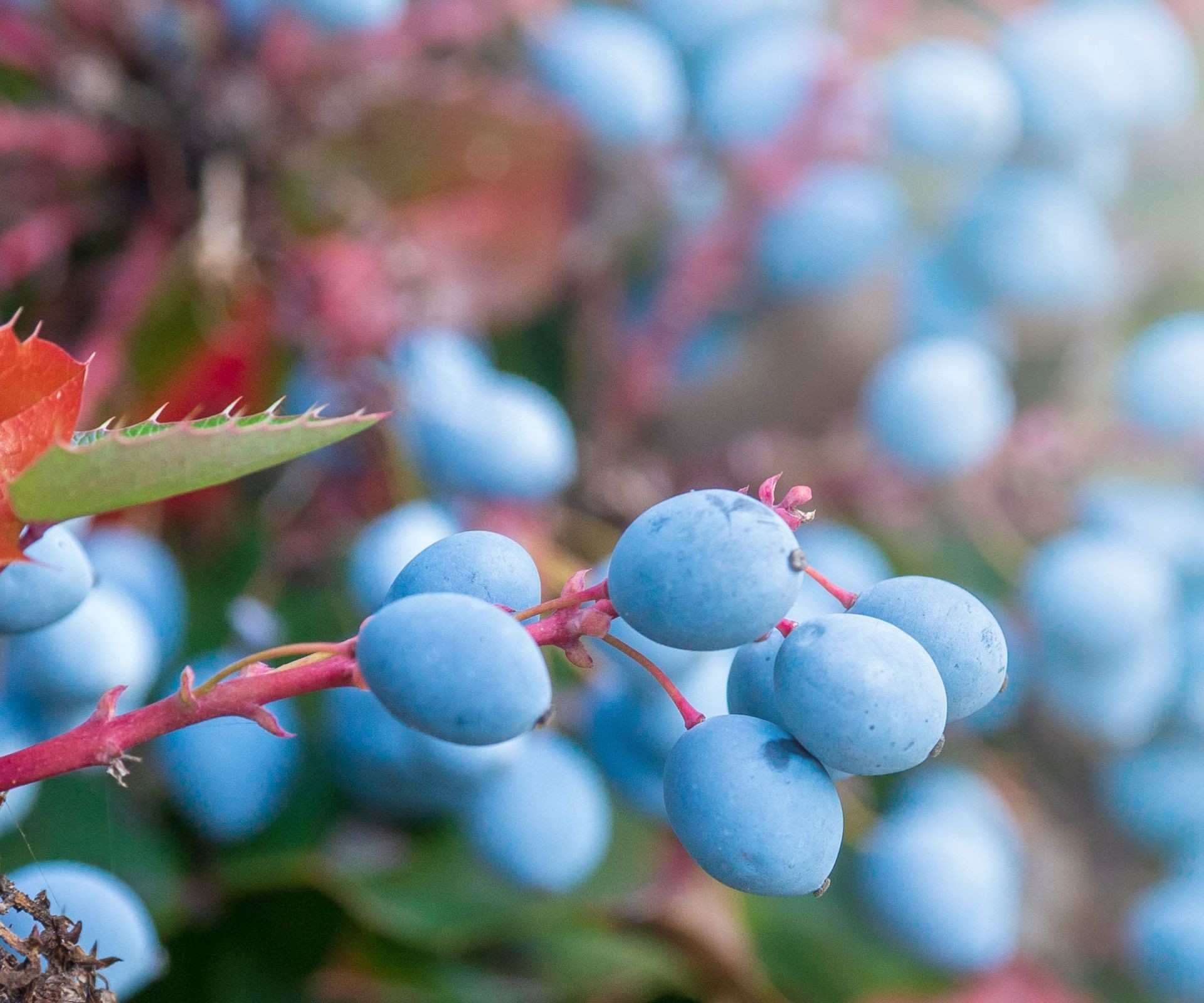 Clusters of blue-purple Oregon grape berries hang on a bush with holly-like leaves