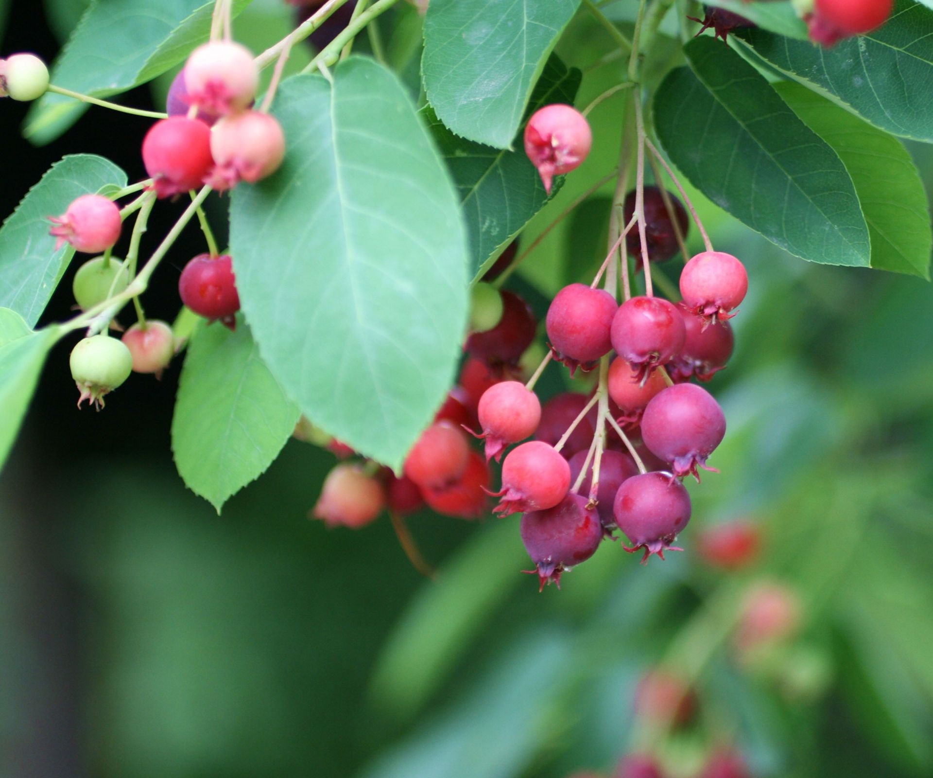Clusters of dark blue-purple Juneberries hang from the branches of a tree-like bush