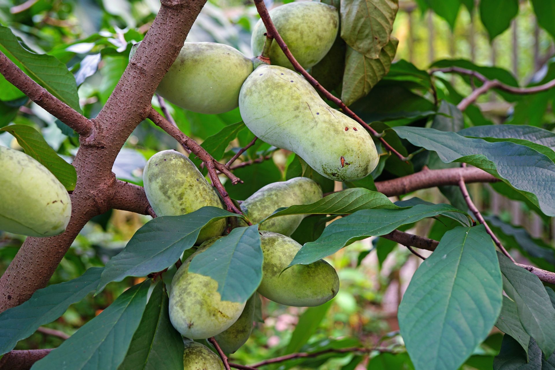 Clusters of green pawpaw fruits on a tree
