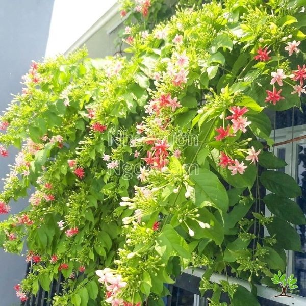 Clusters of pink and red Rangoon Creeper flowers