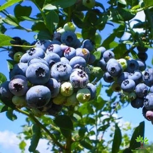 Clusters of plump, blue blueberries hanging from the branches of a small, leafy shrub in a pot.