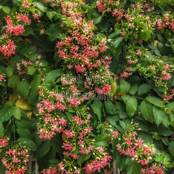 Clusters of red, pink, and white Rangoon Creeper flowers on a vine, suitable for sunny balconies
