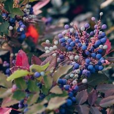 Clusters of ripe blue blueberries growing on a native berry bush.