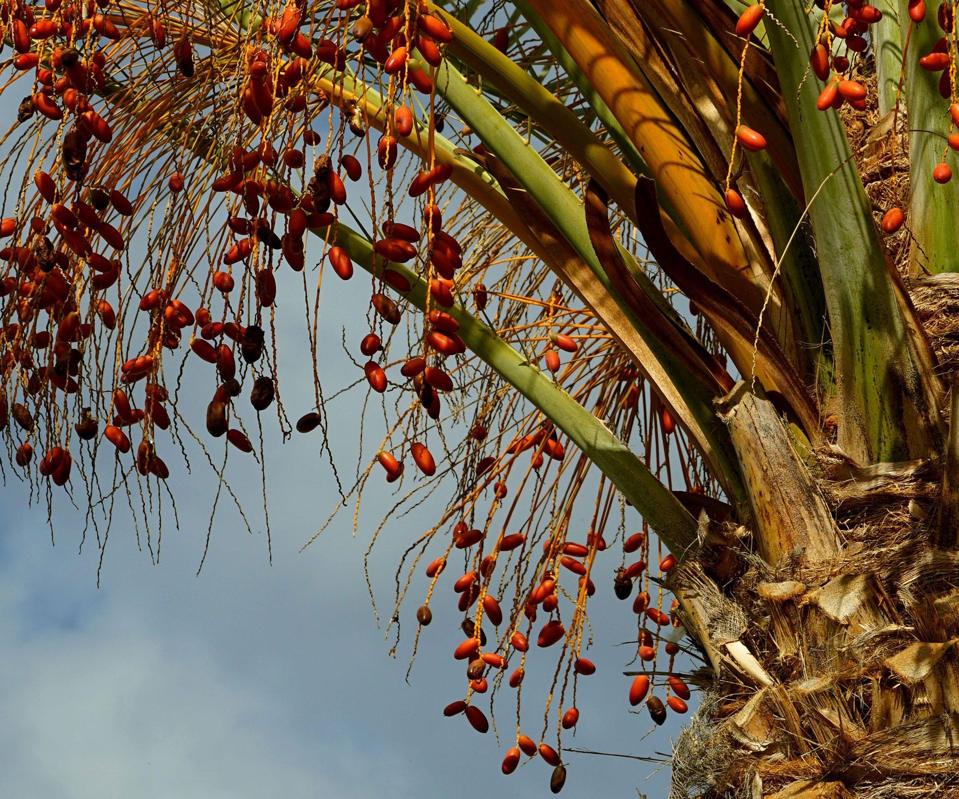 Clusters of ripening dates hanging from the fronds of a productive date palm tree