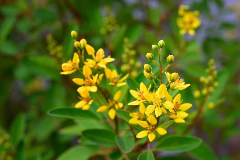 Clusters of small, golden yellow Galphimia flowers blooming on a shrub.