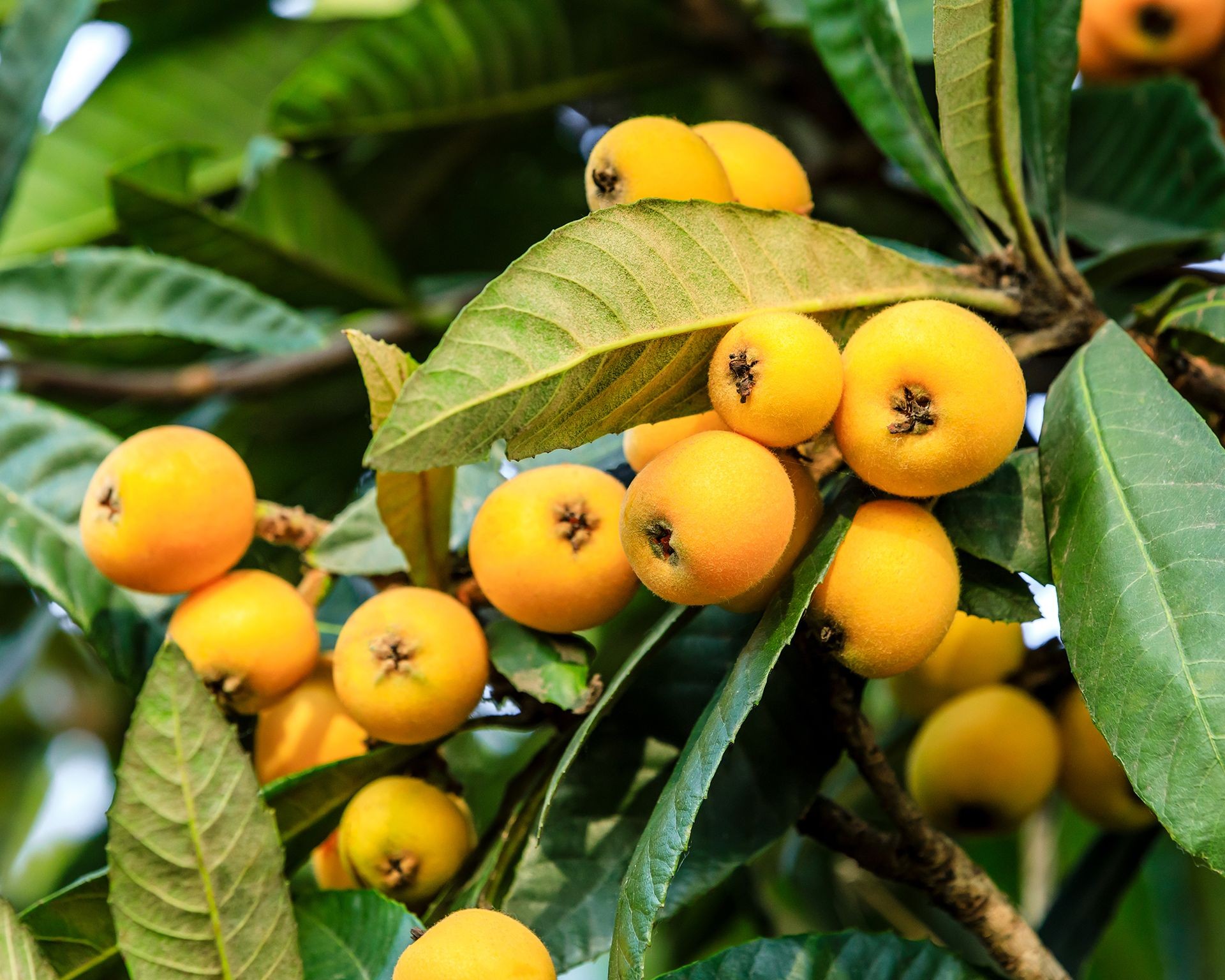 Clusters of small, orange loquat fruits on a tree