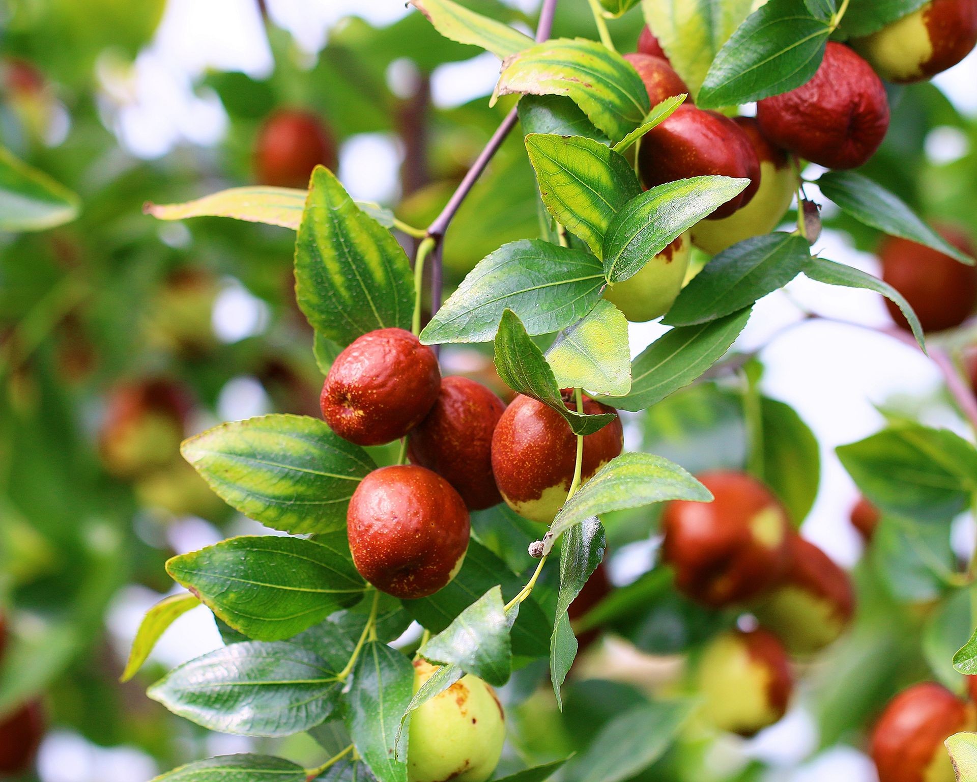 Clusters of small, reddish-brown jujube fruits on a tree