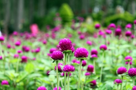 Clusters of small, vibrant purple Globe Amaranth flowers with clover-like texture.