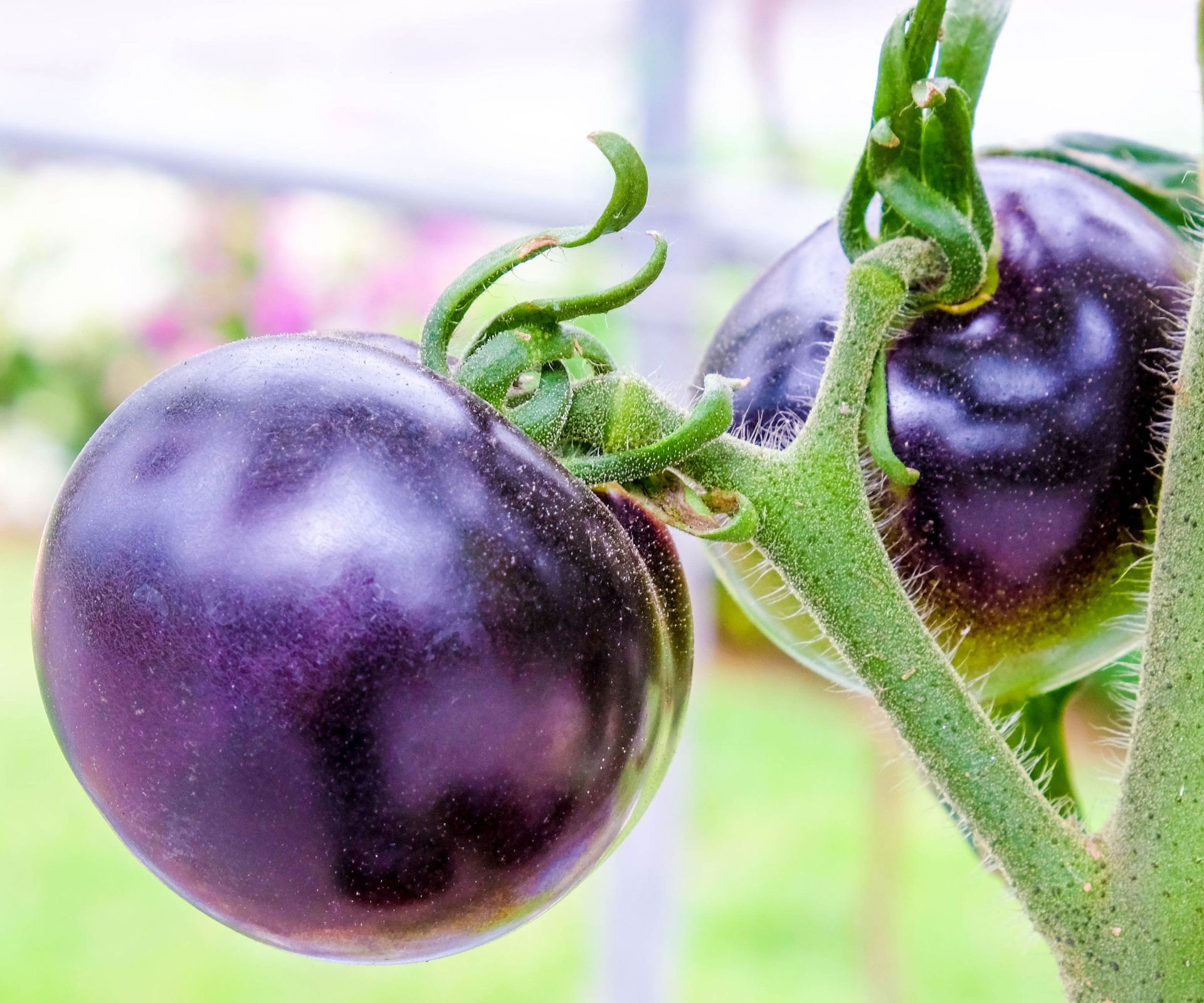 Clusters of The Big Purple tomatoes ripening on their stems, showcasing their uniform deep purple color.