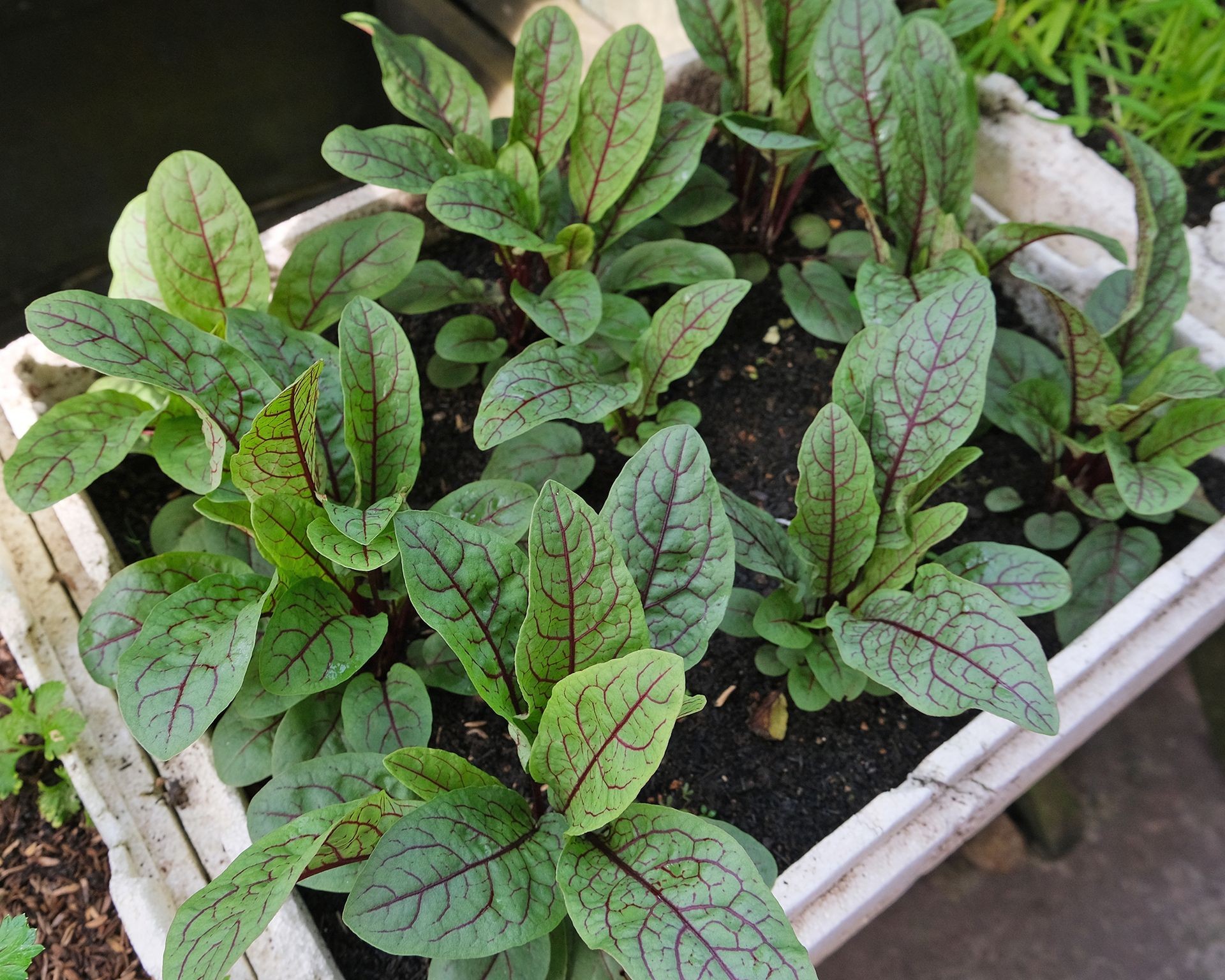 Clusters of vibrant green sorrel leaves growing densely in a large container, ready for harvest.