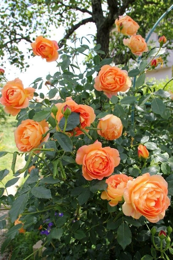 Clusters of vibrant pink climbing roses blooming generously on a garden trellis.