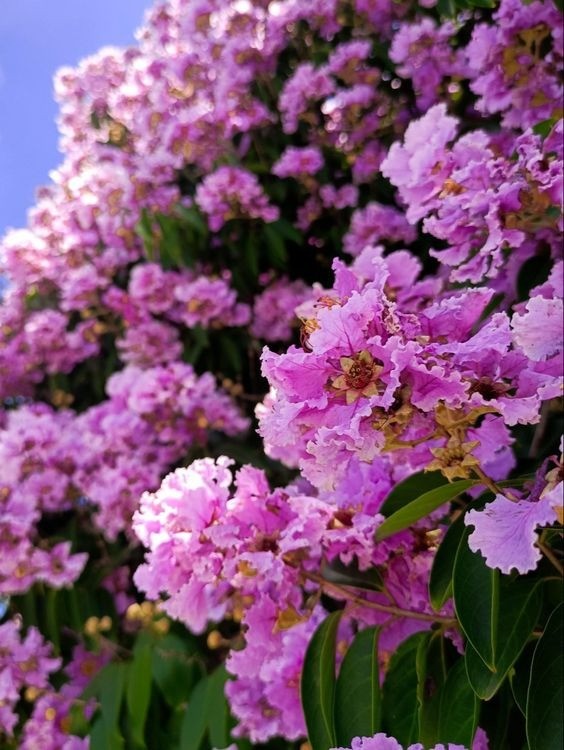 Clusters of vibrant purple flowers on a Crape Myrtle tree, a popular choice for ornamental landscaping.