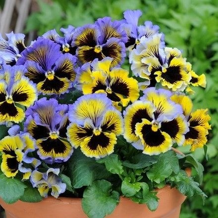 Collection of colorful pansy flowers with dark centers