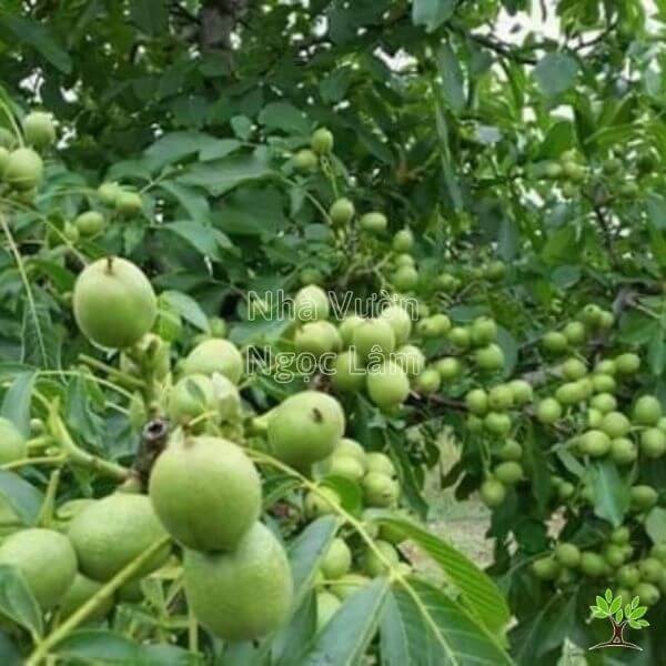 Collection of fresh walnuts in their shells