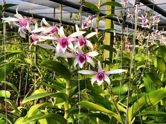 Colorful Dendrobium orchid variety, commonly grown in hanging baskets with coconut fiber.