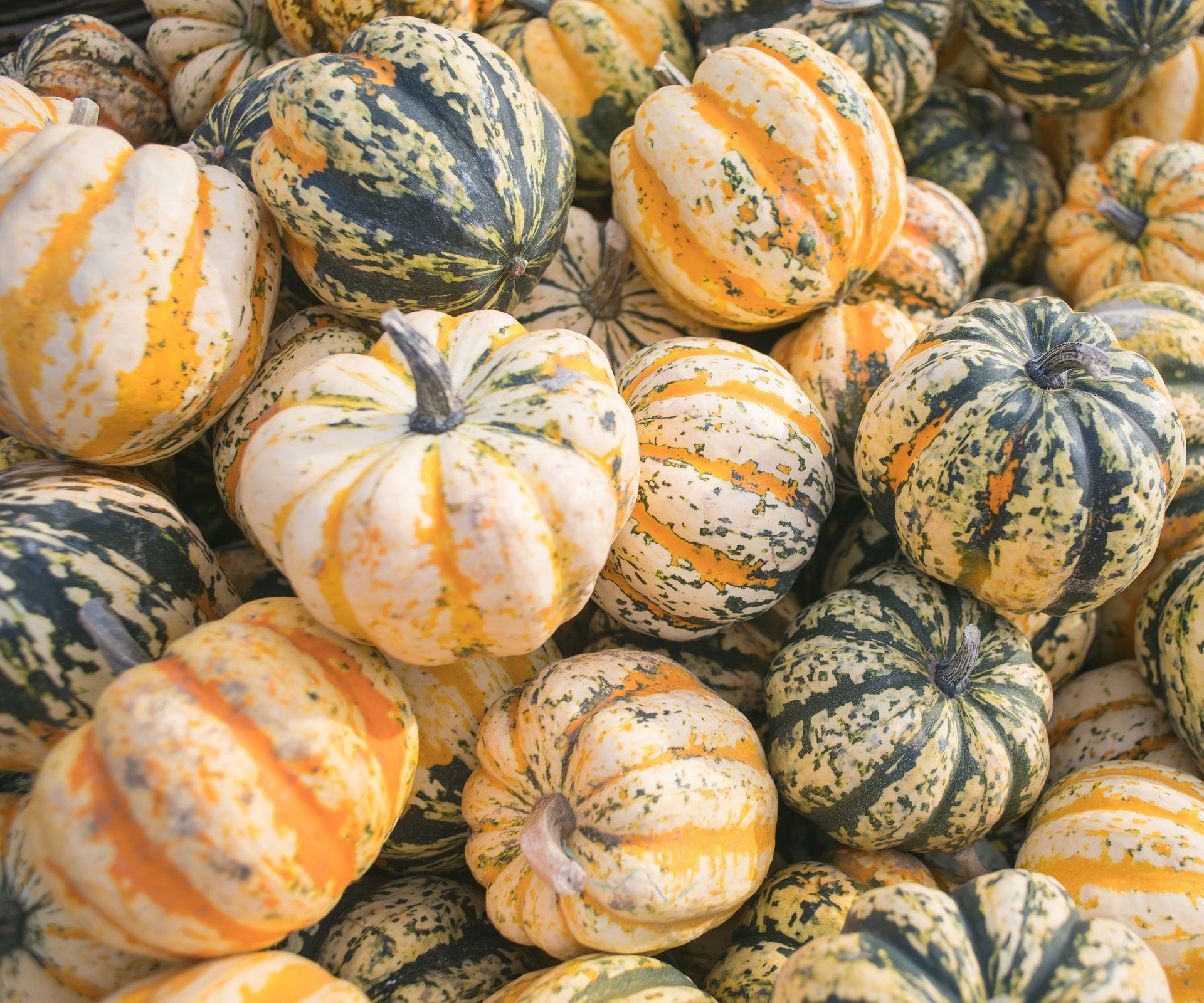 Colorful harvested carnival squash arranged together