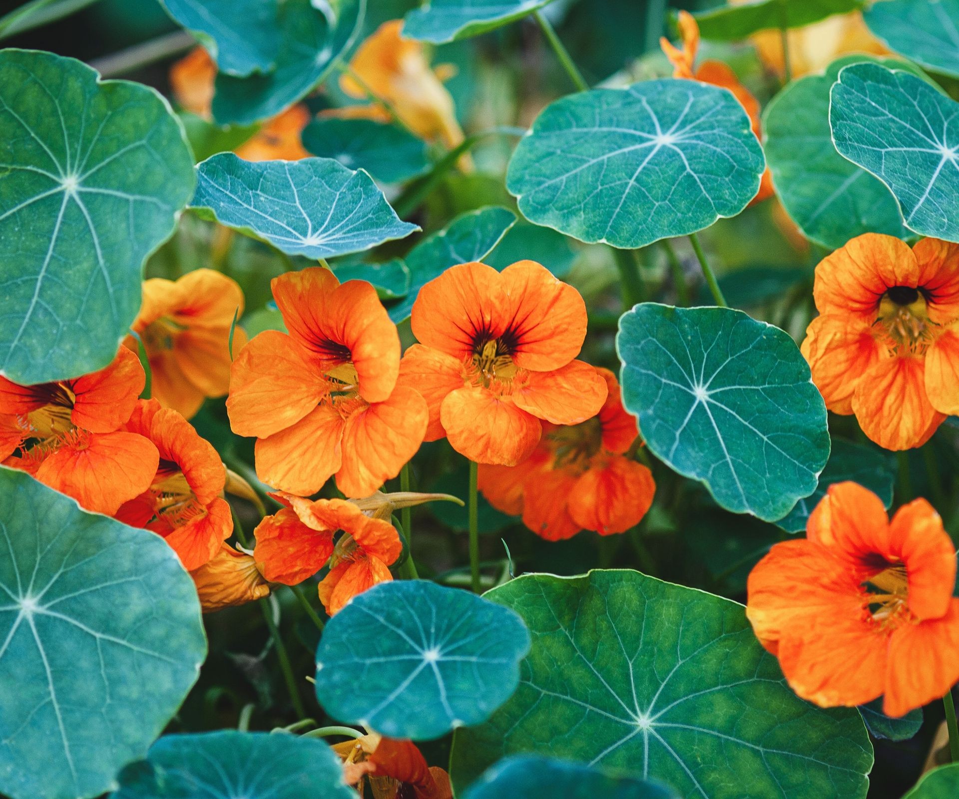 Colorful nasturtium plants with orange and yellow flowers, acting as trap crops and ground cover in a vegetable garden.