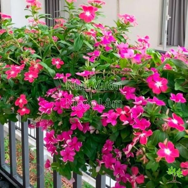 Colorful Periwinkle flowers in various shades