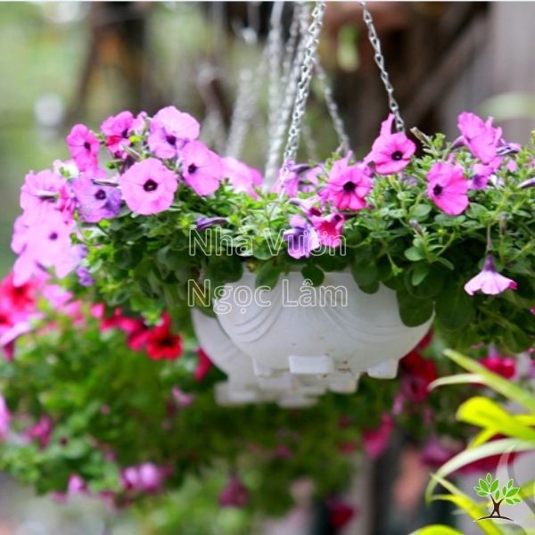Colorful Petunia flowers in various shades overflowing from hanging baskets on a balcony