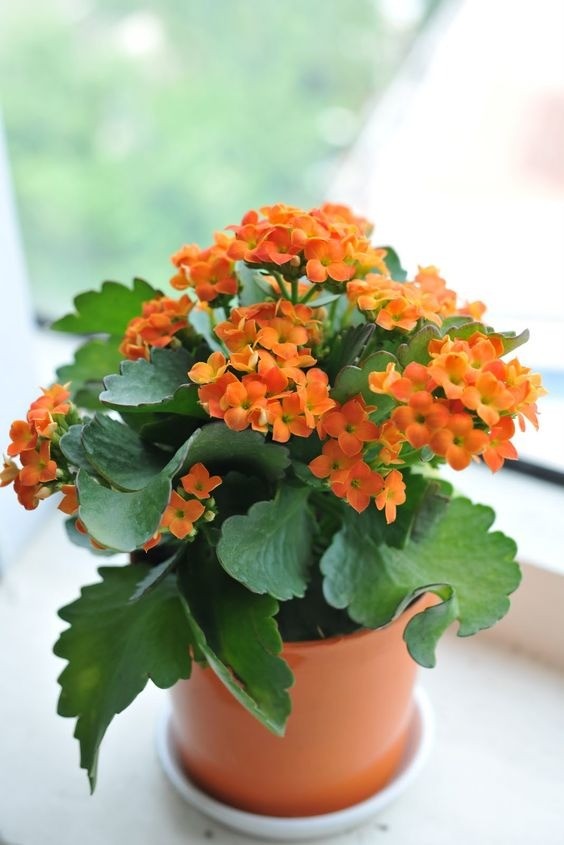 Colorful potted Kalanchoe houseplant with orange blooms