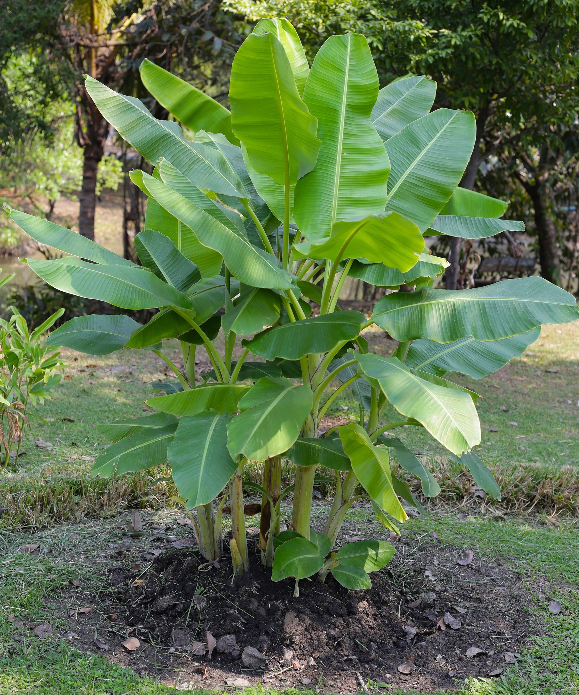 Compact banana plant growing in a landscaped area