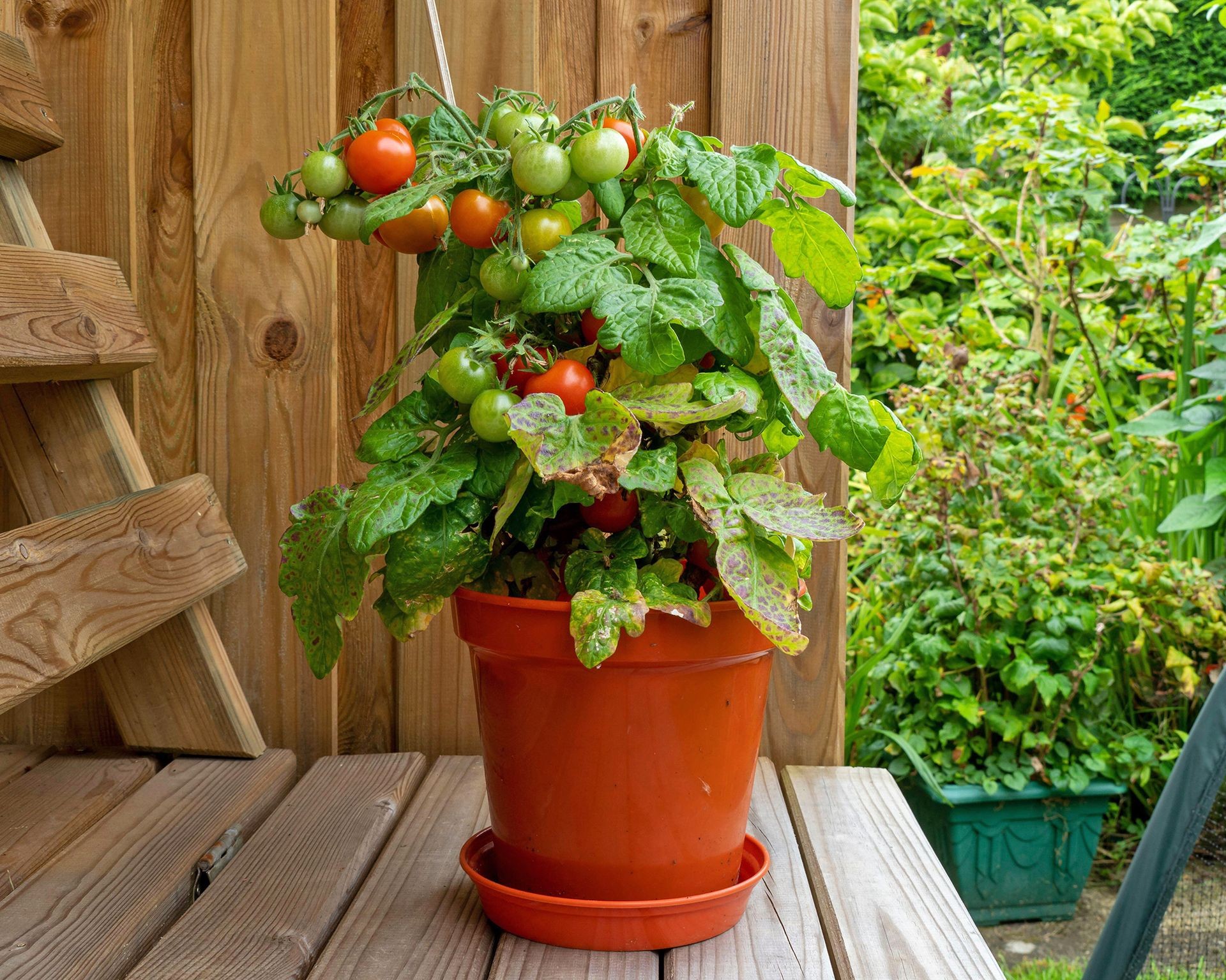 Compact Red Robin determinate tomatoes thriving in a container garden, perfect for small spaces and patios