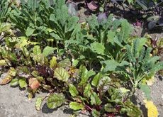 Companion planting demonstration with beets growing alongside compatible herbs and vegetables