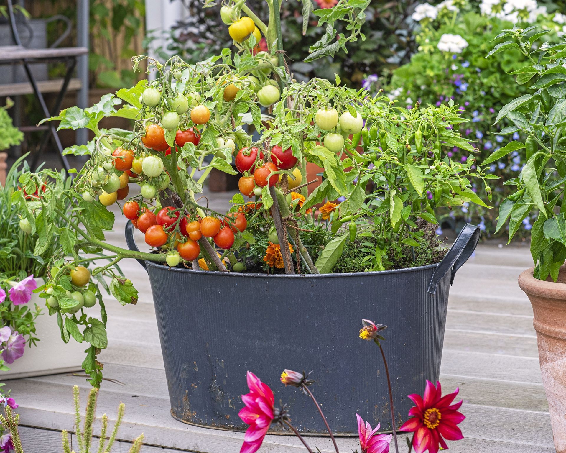 Container-grown tomato plants thriving alongside beneficial companion plants like marigolds and herbs.
