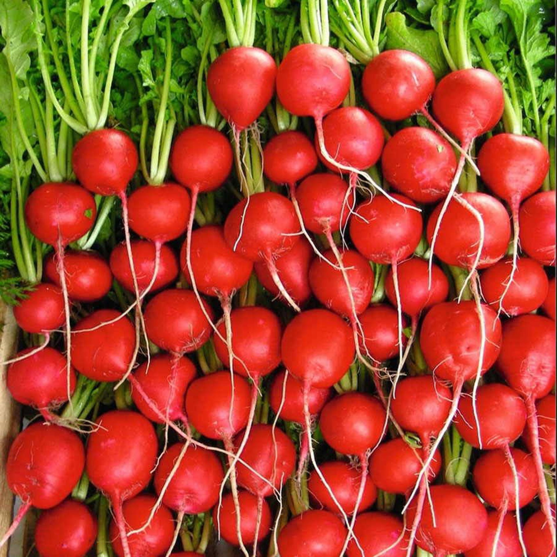 Crisp hybrid radishes harvested, showing their red skin and white interior.