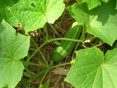 Cucumber Harvest: Learn When And How To Harvest Cucumbers