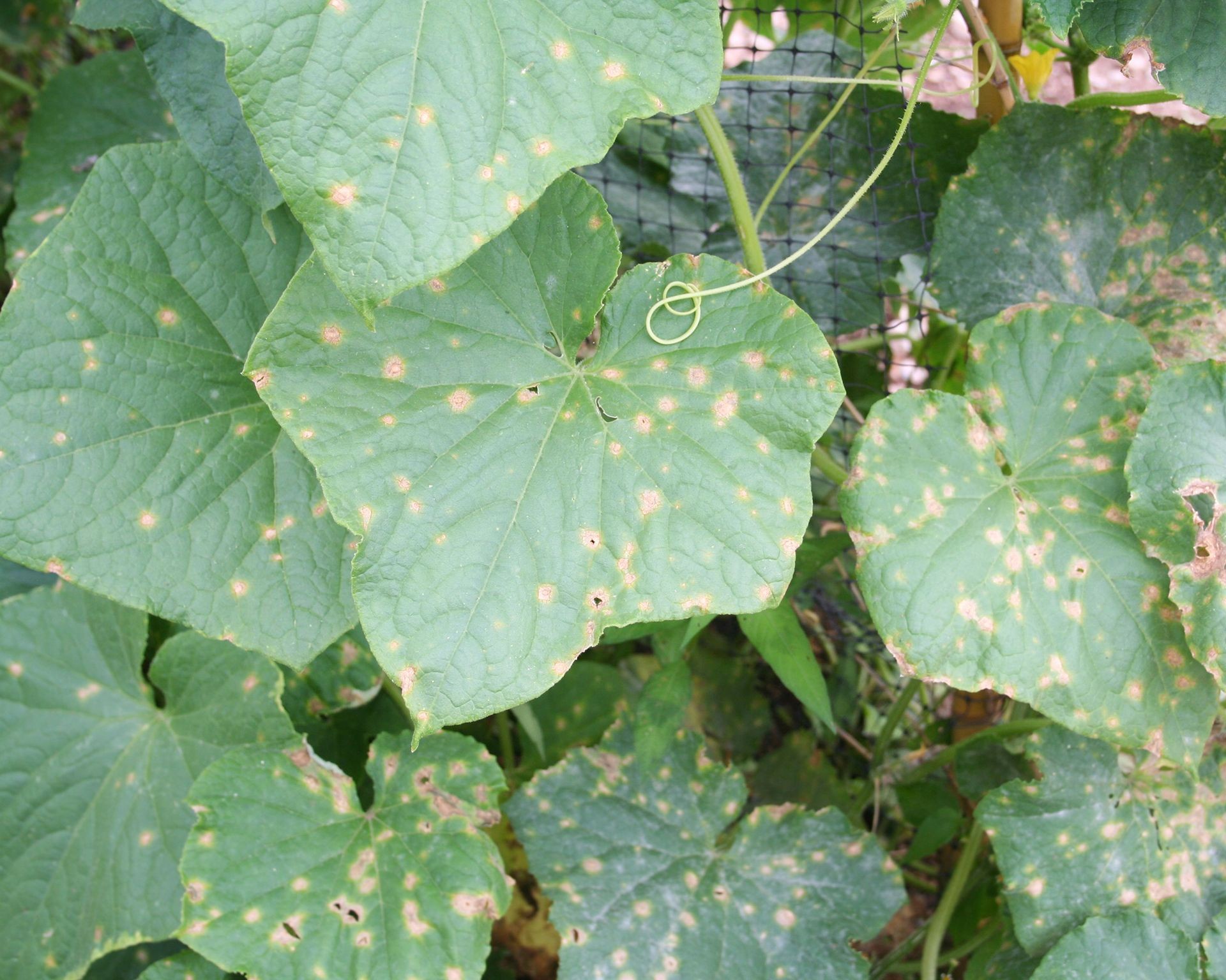 Cucumber plant showing anthracnose on leaves