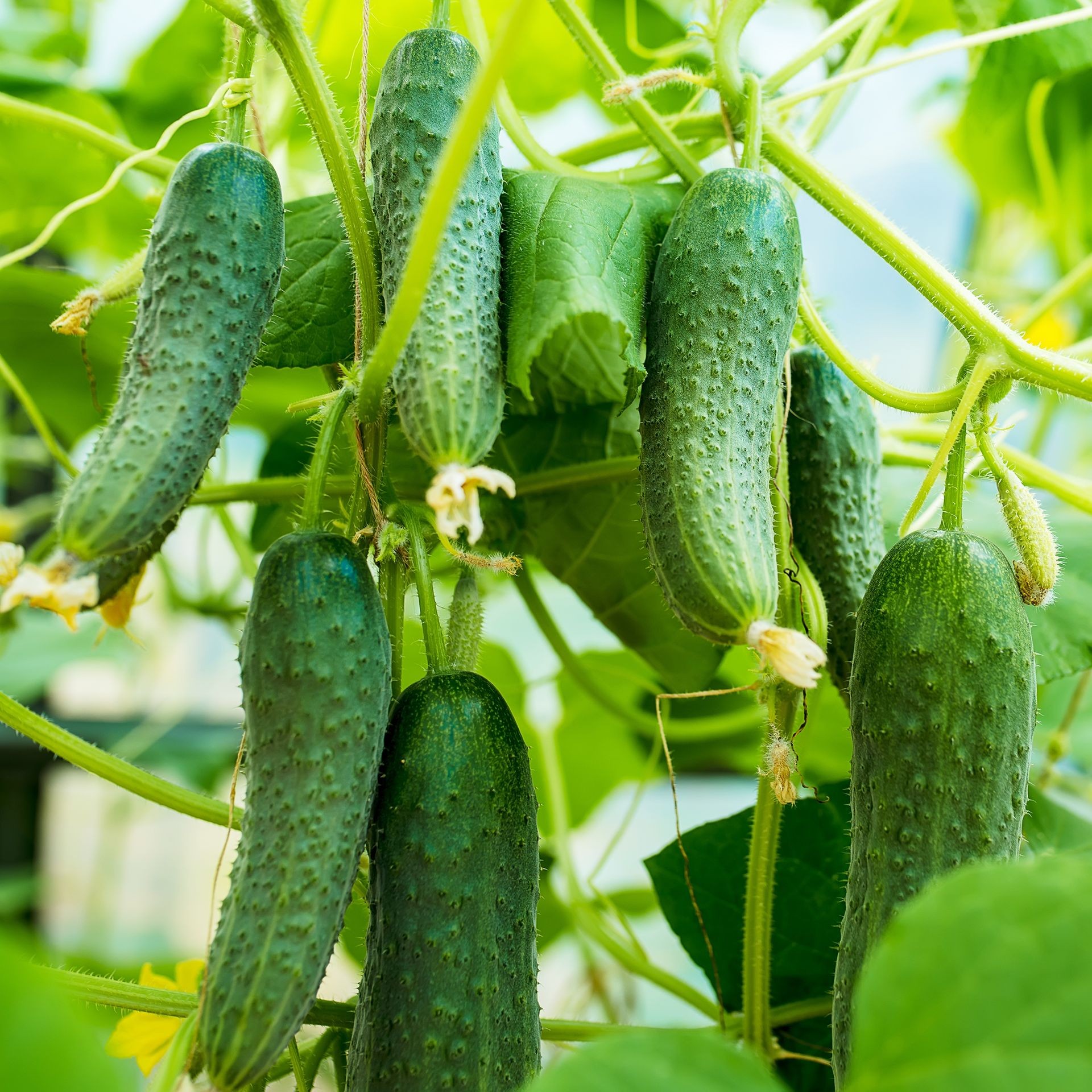 Cucumbers growing from vine