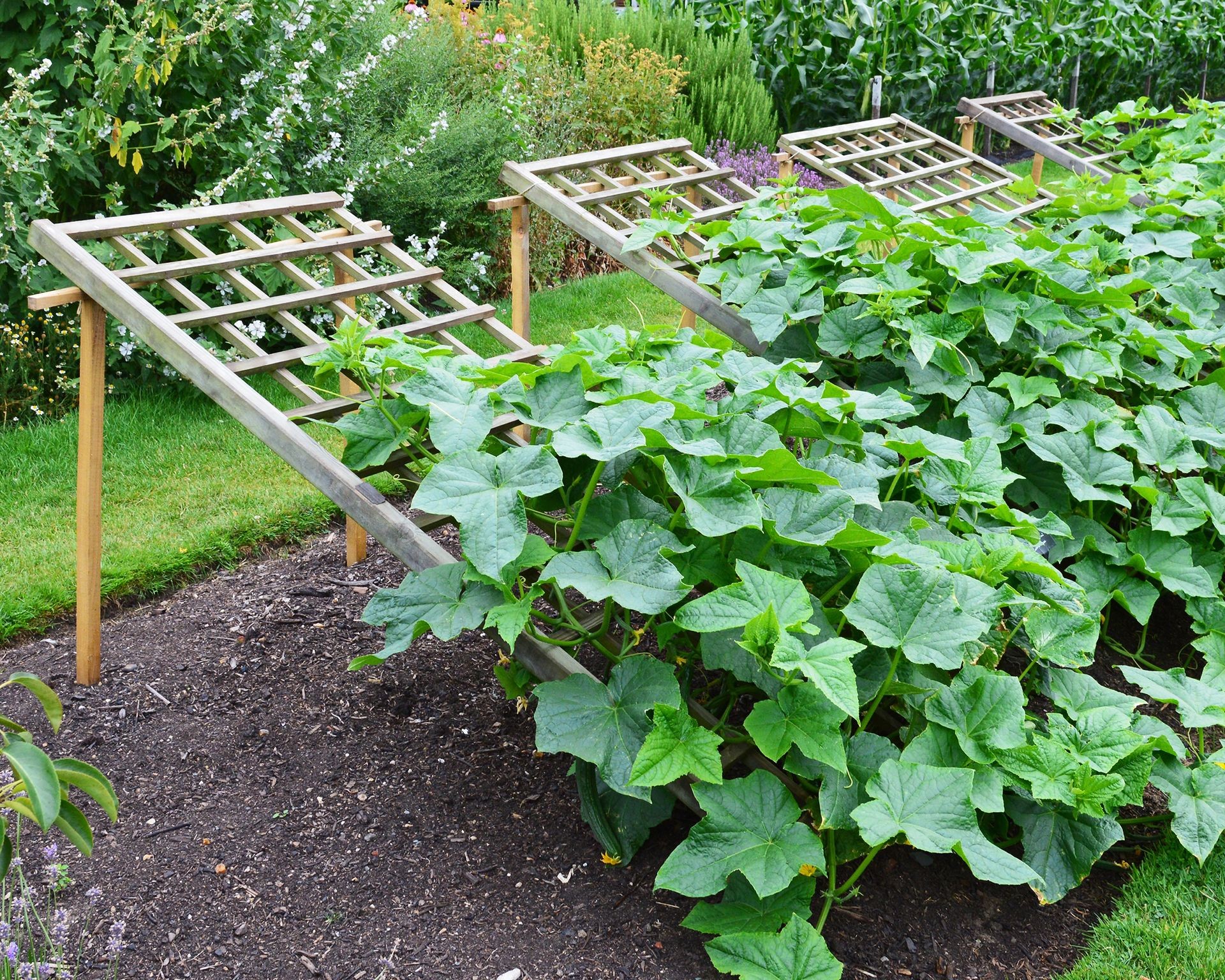 Cucumbers growing upwards on a trellis positioned at a 45-degree angle, suitable for supporting heavier fruiting vines.