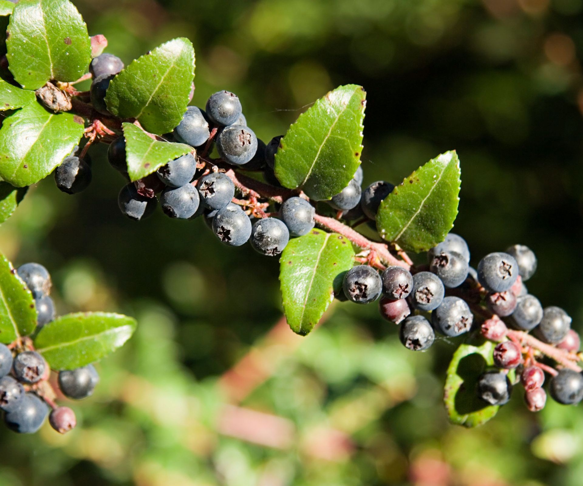 Dark, almost black huckleberries are shown growing on a branch among green leaves