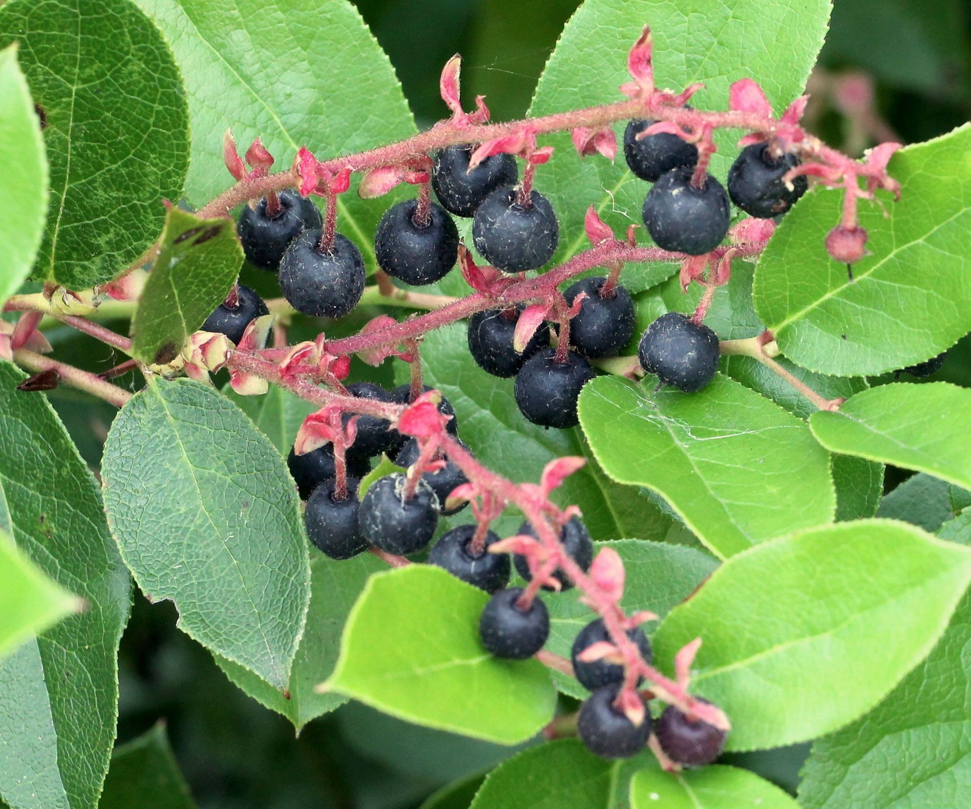 Dark blue-purple Salal berries are visible among the evergreen leaves of the shrub