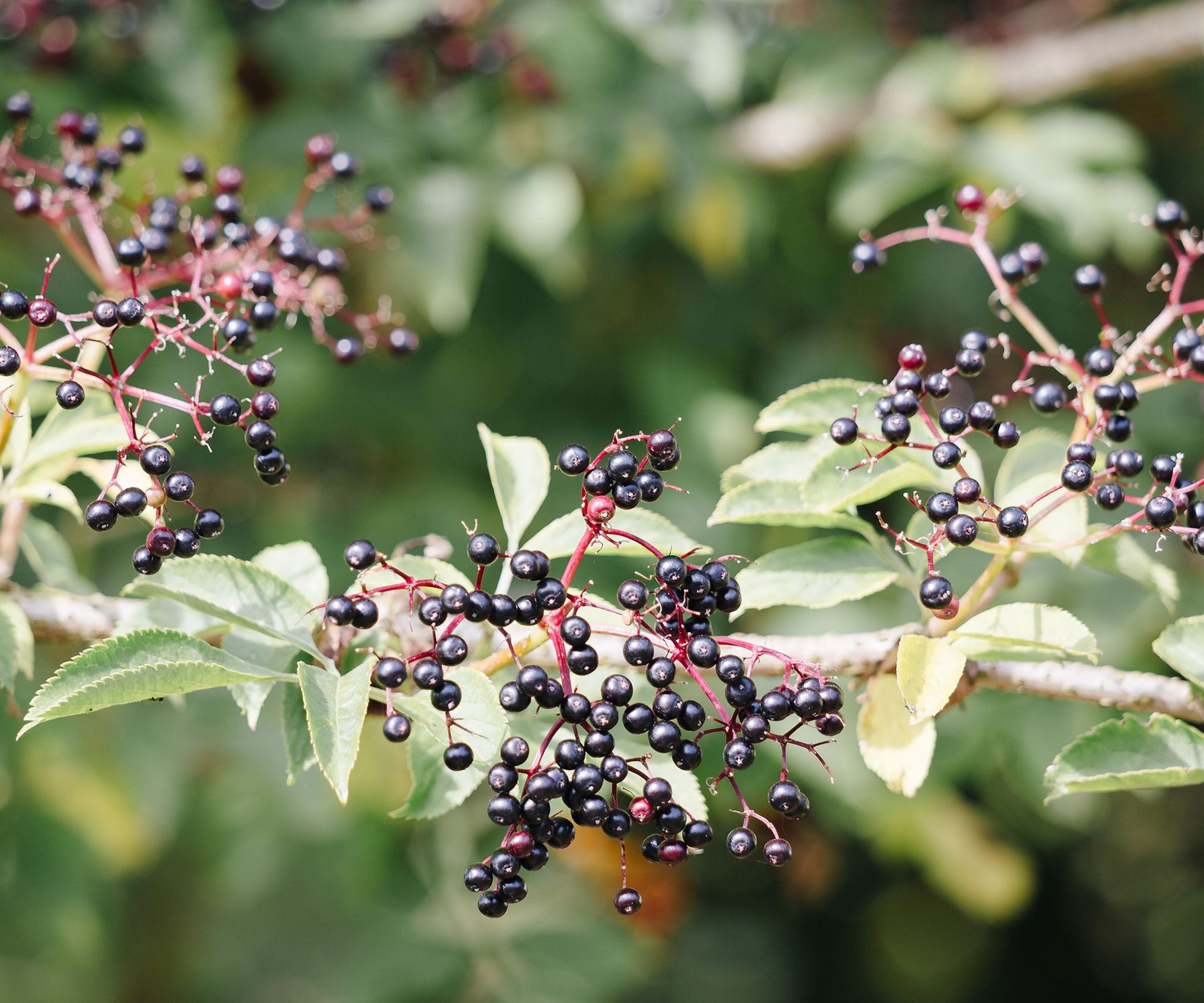 Dark elderberries hang in clusters on a shrub, ready for harvest