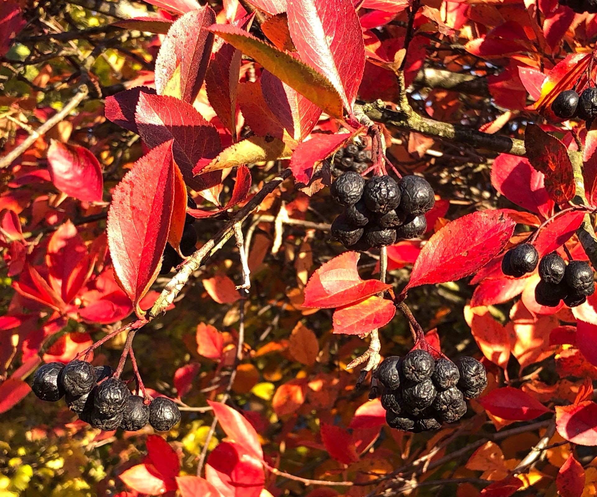 Dark purple-black chokeberries hanging on a branch with green leaves.