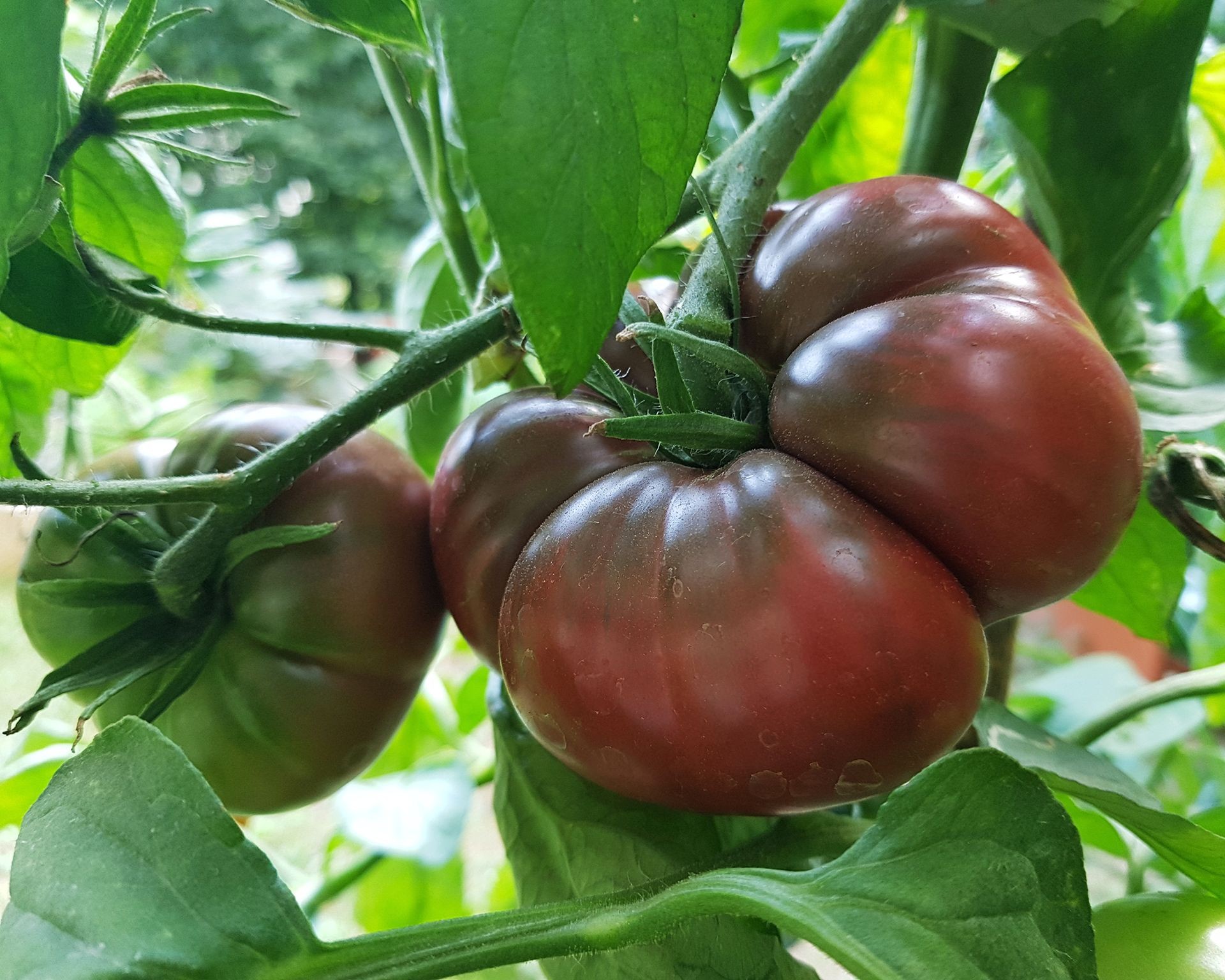Deep reddish-purple 'Black Krim' heirloom tomatoes maturing on a vining plant