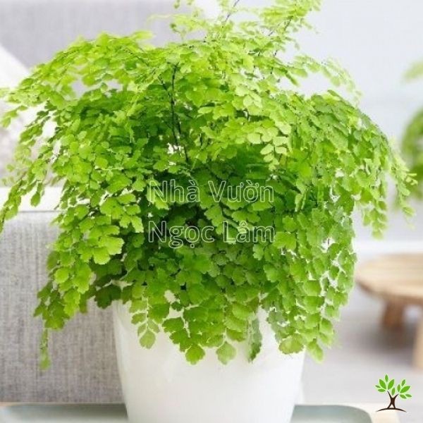 Delicate, lacy fronds of a Maidenhair Fern in a pot, an air-purifying plant