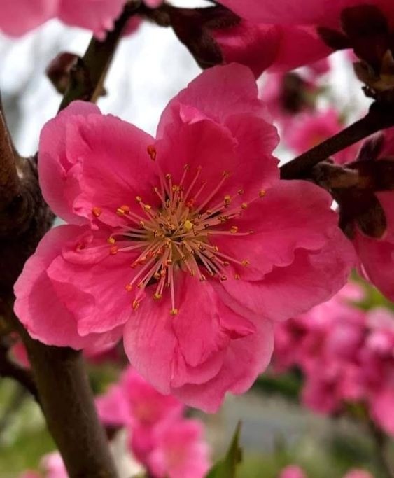Delicate pink Cherry Blossom flowers in bloom on tree branches against a blurred background, a symbol of spring beauty.