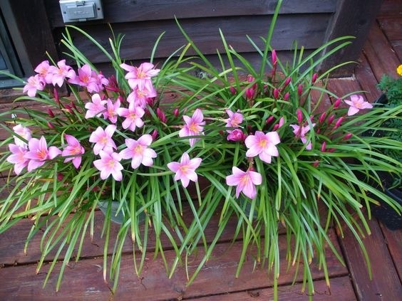 Delicate white rain lilies blooming on slender stems in a garden after rainfall.